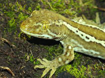 Hybrid Naultinus x Hoplodactylus